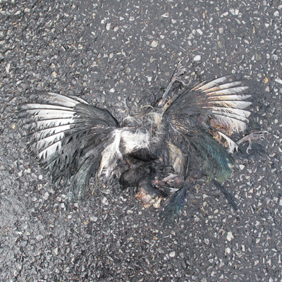 bird